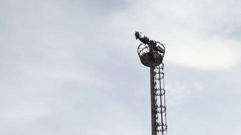 Seagulls on a Light Tower (Slow Motion) Stock Footage 265584404