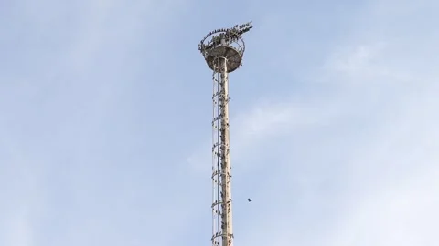 Seagulls on a Lighting Tower Stock Footage 265584407