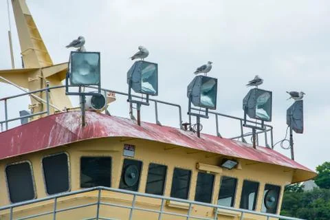 Seagulls on the lights Stock Photos