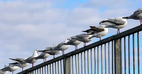 Seagulls Lined Up Diagonal Stock Footage 140094519