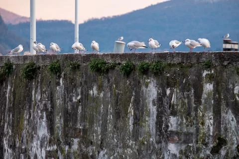 Seagulls lined up on the pier wall Stock Photos