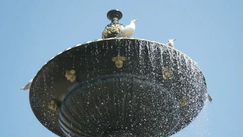 Seagulls looking down on a fountain. Stock Footage 136424636