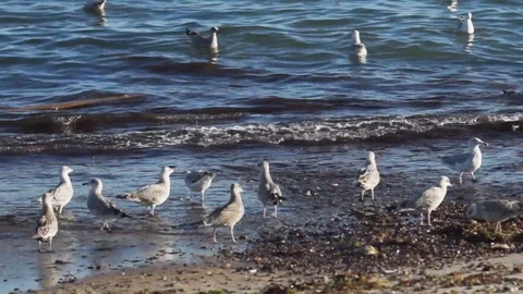 Seagulls looking for food on the beach Stock Footage 88435032