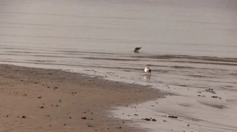 Seagulls looking for food Stock Footage 37364192