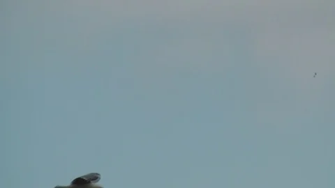 Seagulls looking for food Stock Footage 97207906