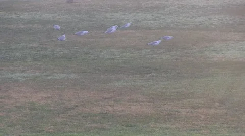 Seagulls looking for a greener pasture Video stock 45757626