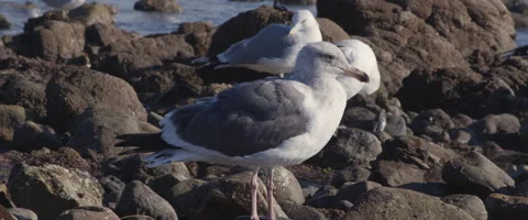 Seagulls At Low Tide Stock Footage 261739992