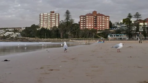 Seagulls on Manly beach with out of focus property and life saving club Stock Footage 245467288