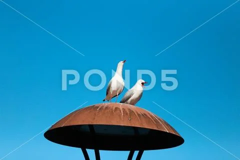 Seagulls in marina bay Stock Photos