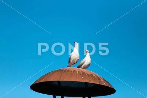 Seagulls in marina bay Stock Photos
