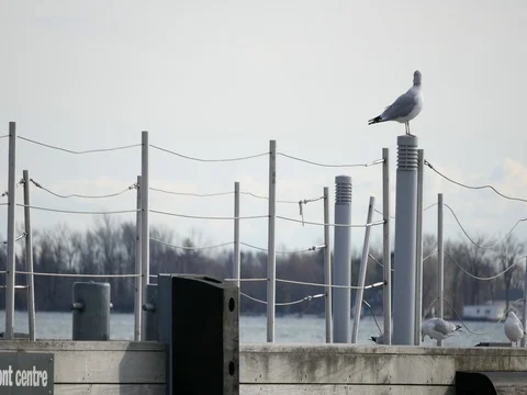 Seagulls on a Marina Sidewalk Stock Footage 74599087