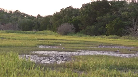 Seagulls in Marsh Stock Footage 40325641