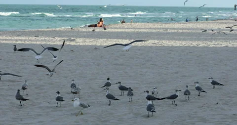 Seagulls In Miami Beach Stock Footage 134926732