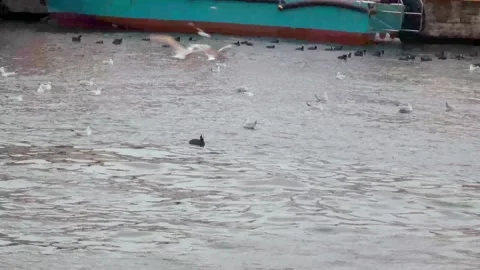 Seagulls in the middle of the sea Stock Footage 169247553