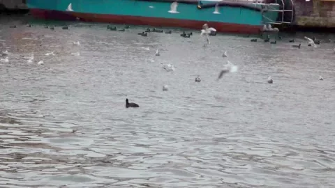Seagulls in the middle of the sea Stock Footage 169248102