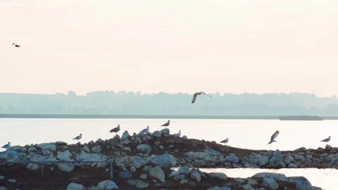 Seagulls Morning Flying off Rocks Lake Slow Motion (Color Graded) Stock Footage