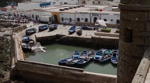 Seagulls at a Moroccan Harbor Vidéo 52934267