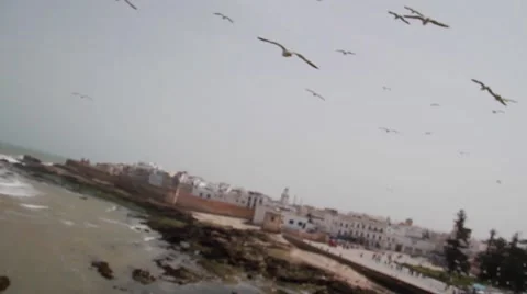 Seagulls in Morocco Vidéo 52934266