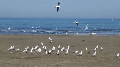 Seagulls in motion above sandy beach near the sea Stock Footage 317966744