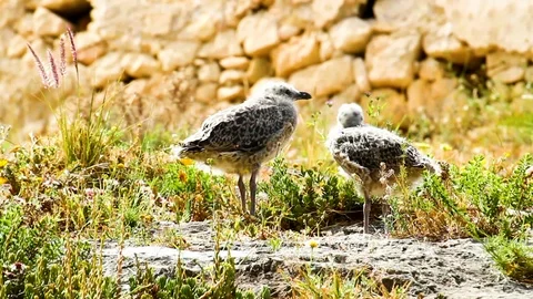 Seagulls in the nature. Stock Footage 112623576