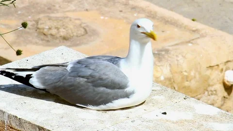 Seagulls in the nature. Stock Footage 112623672