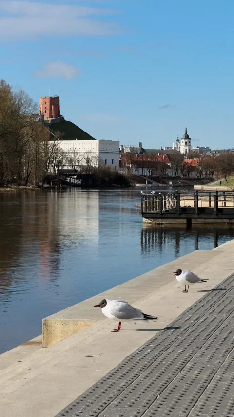Seagulls by the Neris River with Gediminas Tower and historic skyline in Vilnius Stock Footage 306959785