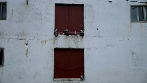 Seagulls nesting on abandoned barn door in Reine, Lofoten. Video stock 113159137
