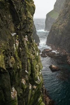 Seagulls nesting between over rocks on the cliffs in Mykines Stock Photos