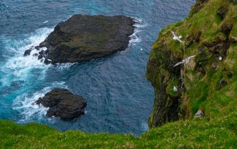 Seagulls nesting between over rocks on the cliffs in Mykines Stock Photos