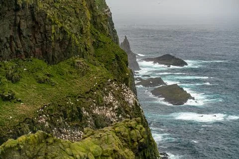 Seagulls nesting between over rocks on the cliffs in Mykines Stock-Fotos