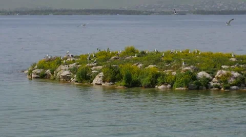 Seagulls Nesting on a Small Island Видео 53232744