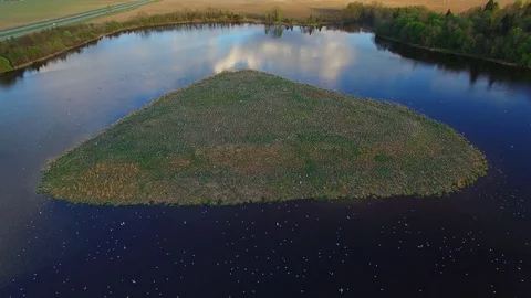 Seagulls nesting in small island of lake in motorway - 006 Stock Footage 72967578