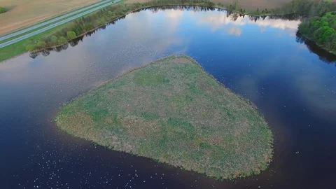 Seagulls nesting in small island of lake in motorway - 008 Stock Footage 72967697