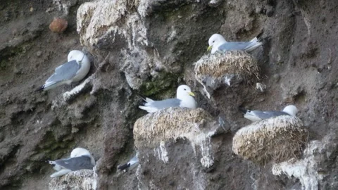Seagulls Nesting on Westman Islands Iceland Cliff Face Stock Footage 313743489