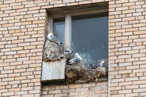 Seagulls nesting on widow sills Stock Photos