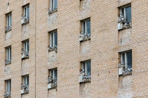 Seagulls nesting on widow sills Stock Photos