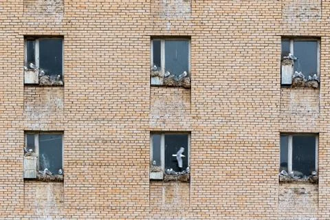 Seagulls nesting on widow sills Stock Photos