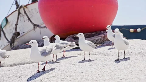 Seagulls next to a buoy on the beach Stock Footage 298207618