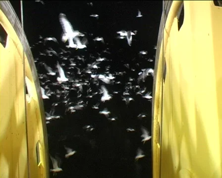 Seagulls at night Stock Footage 618958