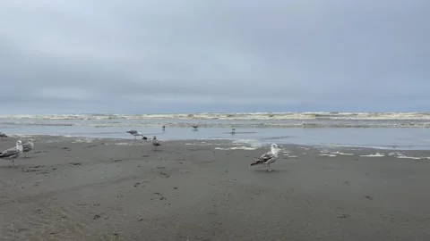 Seagulls on the ocean beach on a cloudy day Stock Footage 273420934