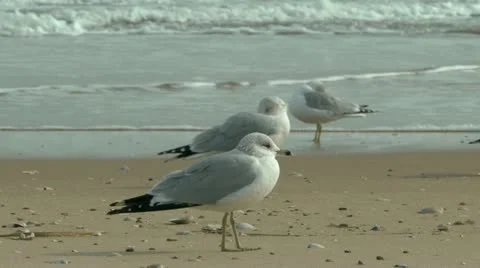 Seagulls on ocean beach Stock Footage 21244064