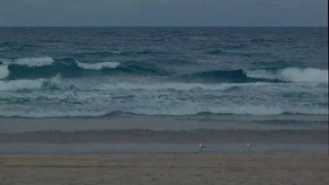 Seagulls by the ocean Stock Footage 69252893
