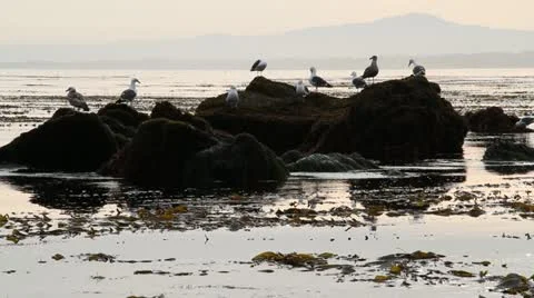 Seagulls on ocean rocks Stock Footage 21550480