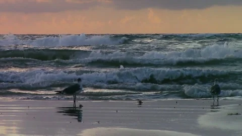 Seagulls in the ocean surf at sunrise 動画素材 338203313
