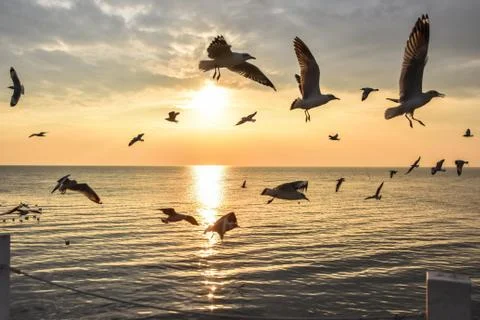 Seagulls at ocean in twilight Stock Photos
