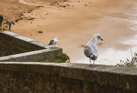 Seagulls on old stone railing Stock Photos