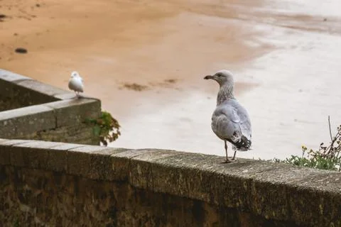 Seagulls on old stone railing Stock Photos