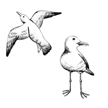 Seagulls one flying the other standing. Graphic line art hand drawn in black and Stock Illustration