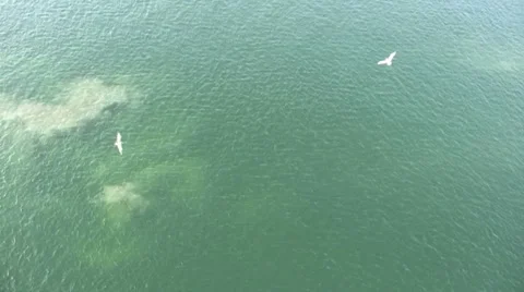 Seagulls over Boston Harbor 스톡 동영상 1899077