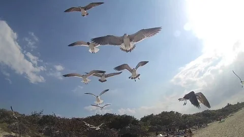 Seagulls over Caribbean Beach Video stock 75793228